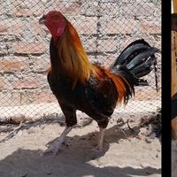 gallos_el_olimpo.com