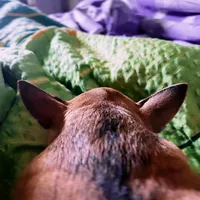 твоя мать шшшшш