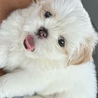 เสียงต้นฉบับ - My Little Dog ♡ Ang-pao ♡ 세뱃돈