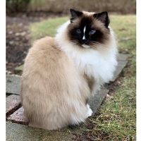 floppycats2008