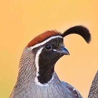 dakotamakesmenut