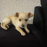 original sound - remolyna