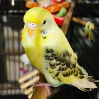 aesthetictweetybird