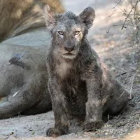 original sound - animals_savage