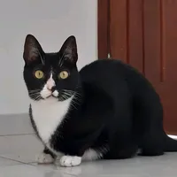 original sound - blakfofinho