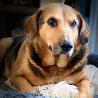 richidogch