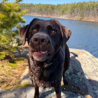 billie_the_lab