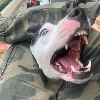 original sound - nikovjshess