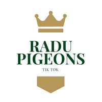 radupigeons