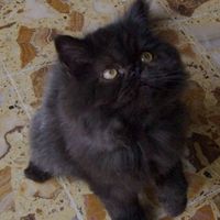 gatitos_tutos_ymas
