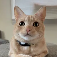 original sound - felixthepalegingercat