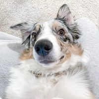 pearltheaussiegirl