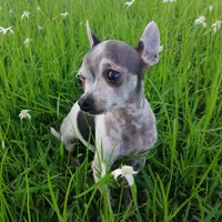 chiskichihuahua
