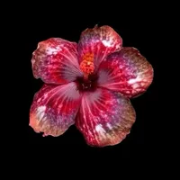 original sound - music.girllll6