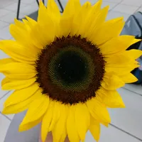 original sound - limac1820