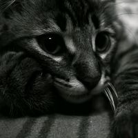 todalive2