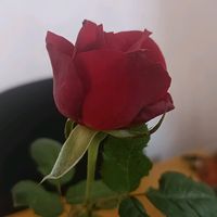ashmit286