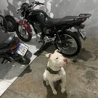 original sound - motoboy033sc