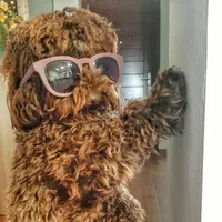 original sound - chappiethepoodle