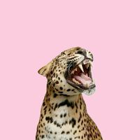 starlvciessssssssssssss