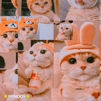 kookie_world_it7