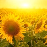 sonnenbume2