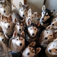 gohuskyiceland