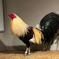 davenportgamefowlalabama