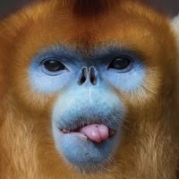 mogs_monkey_vids