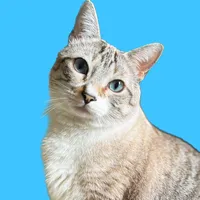 original sound - pudimceleti