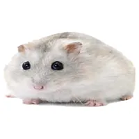 original sound - hotrobbie