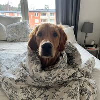 ziik0o94