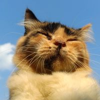 whyouneedacat