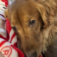 gunner.the..dog2