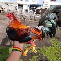 scalofriocriaderodegallo