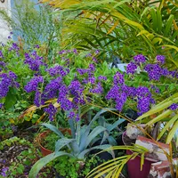 original sound - ms.merry.mac