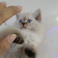 ottoy_efootball