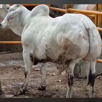 indra.daging