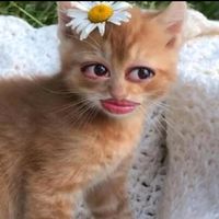 suara asli - mormaid🧿