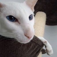 оригінальний аудіозапис – tera