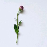 sonido original - Silvia Zc