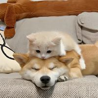 原聲