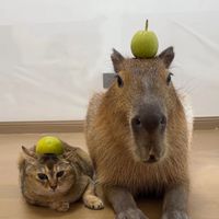 number1twentyonepilotfan