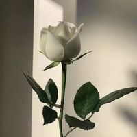 suara asli - R.l 0330