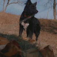 _bella_the_dogg_