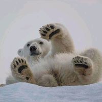 chubbybearrzzz