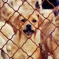 strayanimal_home