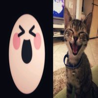 sonxi_ll