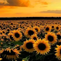 original sound - joicecandido50