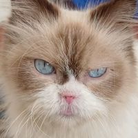 suara asli - biasalah